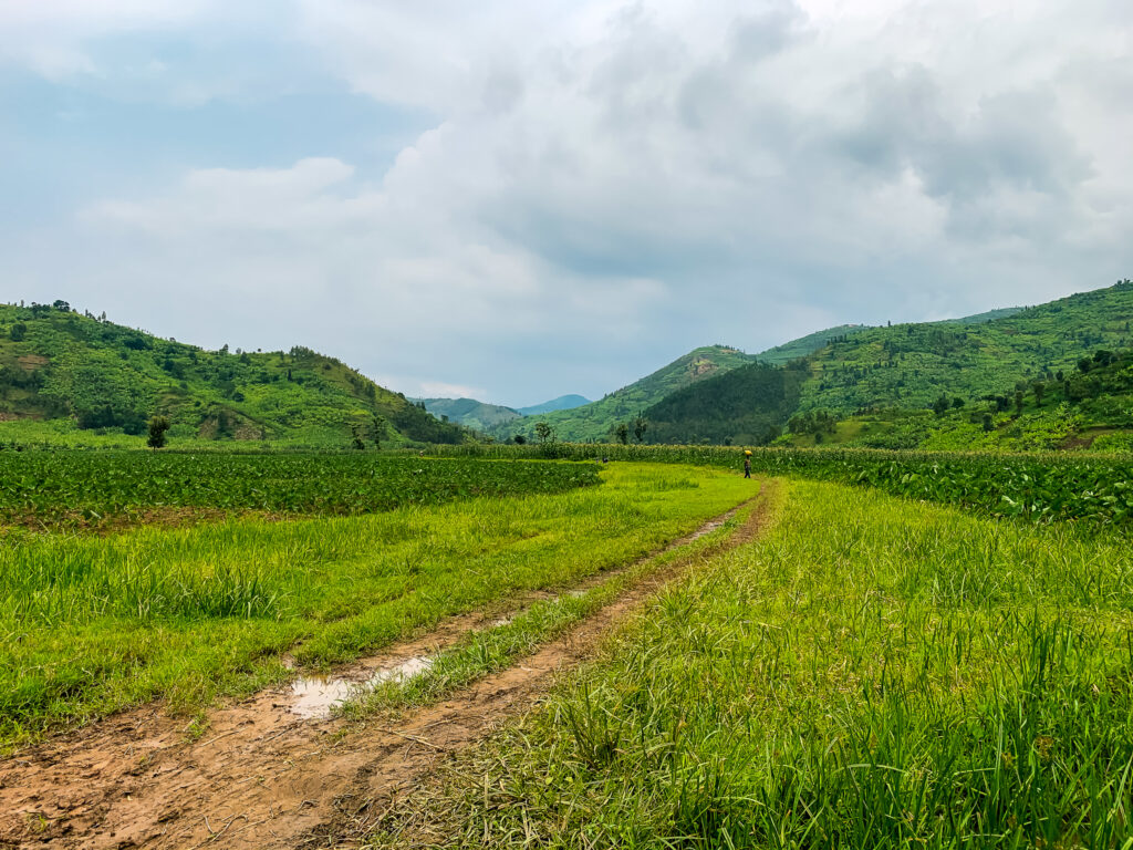 Dirt road leading through valley of fields along Congo Nile Trail, Rwanda